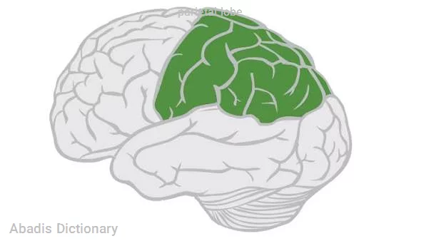 parietal lobe